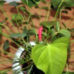 Foglie dell'Anthurium con segni di disidratazione e umidità, indicativi per l'irrigazione.