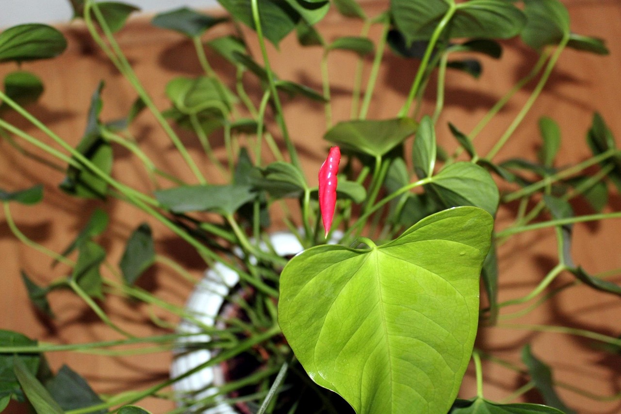 Foglie dell'Anthurium con segni di disidratazione e umidità, indicativi per l'irrigazione.