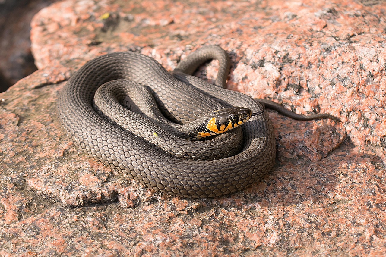 Serpente nel giardino con piante verdi, suggerimenti botanici per una soluzione naturale contro i rettili.