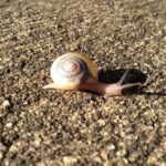 Scia visibile lasciata da lumache su un pavimento, segnale di una infestazione.