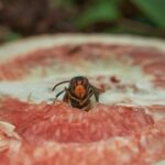 Rimedio naturale per allontanare calabroni dal giardino con piante repellenti.