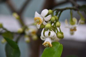 Albero di limone in vaso con frutti e foglie verdi, illuminato dalla luce naturale in un ambiente domestico.