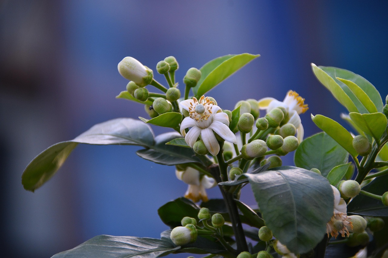 Concime ideale per potenziare la fioritura dell'albero di limone, con granuli nutrienti visibili.
