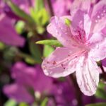 Azalea in fiore durante l'estate, evidenziando l'importanza di un'irrigazione adeguata.