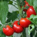 Pomodori maturi e rigogliosi nel giardino, simbolo di un raccolto abbondante e sano.