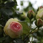 Rosa in fiore che sboccia per 10 mesi, simbolo di bellezza e resistenza.
