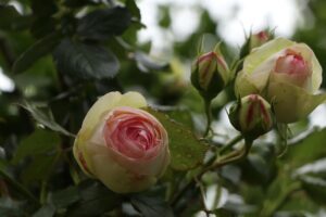 Rosa in fiore che sboccia per 10 mesi, simbolo di bellezza e resistenza.