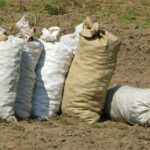 Patate germinate in sacchetto per una semina veloce e efficace.