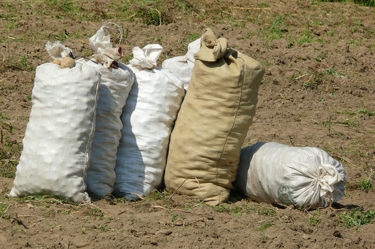 Patate germinate in sacchetto per una semina veloce e efficace.