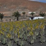 Aloe vera in vaso con terriccio umido, evidenziando l'errore comune di irrigazione eccessiva.