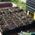 Orto a febbraio: semina di ortaggi primaverili come carote, piselli e lattuga.