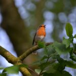 Pettorosso appollaiato su un ramo, pronto a cantare al mattino.