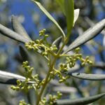 Ulivo carico di olive mature sotto un cielo sereno, simbolo di raccolta abbondante e cura semplice.