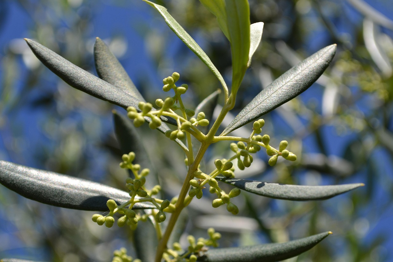 Ulivo carico di olive mature sotto un cielo sereno, simbolo di raccolta abbondante e cura semplice.