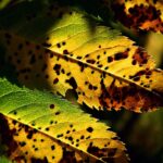 Macchie scure su foglie di pianta, segnale di malattia imminente o stress vegetale.