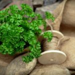 Prezzemolo rigoglioso in un vaso con terriccio, simbolo di crescita sana e concimazione efficace.