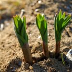 Terriccio arricchito con ingredienti naturali per una crescita rapida delle piante.