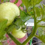 Filo per pomodori innovativo, sostituisce i pali tradizionali per una crescita più sostenibile.