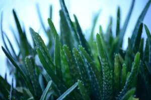Aloe vera in vaso: quanta acqua darle davvero ogni settimana senza sbagliare