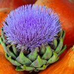 Orto con carciofi, zucche e piante aromatiche fiorite, un'armonia di colori e forme.