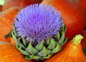 Orto con carciofi, zucche e piante aromatiche fiorite, un'armonia di colori e forme.