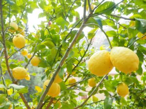 Come concimare il limone a marzo per avere frutti più grandi e succosi