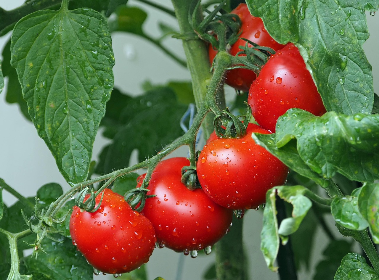 Concime per pomodori in un sacco, pronto per la semina a marzo, con piante verdi sullo sfondo.