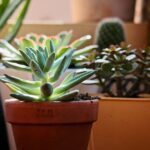 Immagine di un esperto che pota una pianta grassa, mostrando tecniche per una crescita sana.