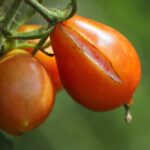Cimici verdi su pomodori danneggiati nell'orto, rischio di raccolto dimezzato.