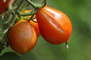 Cimici verdi su pomodori danneggiati nell'orto, rischio di raccolto dimezzato.