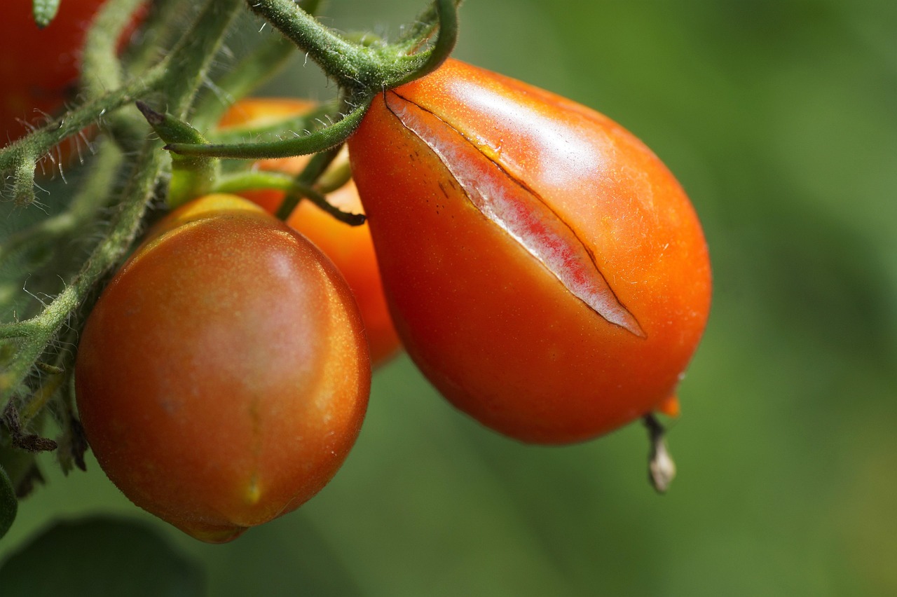 Cimici verdi su pomodori danneggiati nell'orto, rischio di raccolto dimezzato.