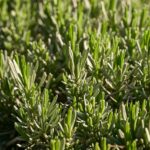 Potatura della lavanda: giardiniere mentre rifinisce le piante con forbici da potatura.