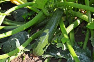 Semina di zucchine in marzo: le date giuste e il metodo per non sprecare i semi