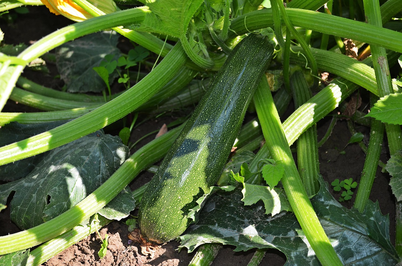 Semina di zucchine: semi pronti per essere piantati in marzo, su un tavolo di legno.
