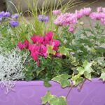 Piante in vaso rigogliose in un giardino, simbolo di cura e scelta stagionale.