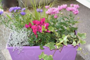 Il segreto per un giardino rigoglioso: come scegliere e curare le piante in vaso per ogni stagione