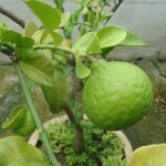 Limone in vaso con frutti grandi e profumati, ideale per la cura in febbraio.