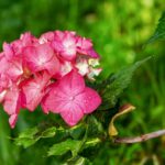 Ortensie in fiore con foglie verdi, pronte per la cura di febbraio per fiori luminosi.