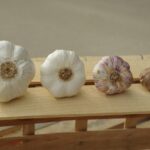 Aglio fresco coltivato in orto domestico con bulbi distanziati correttamente.