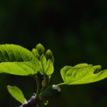 Potatura invernale del fico: errore comune che ostacola la fruttificazione.