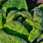 Immagine di piante da orto nutrienti con calcio, per prevenire carenze nei raccolti.