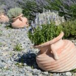Lavanda in vaso senza fiori, evidenziando foglie verdi e terreno asciutto.
