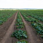 Coltivazione di cetrioli in campo aperto con piante verdi e frutti maturi sotto il sole.