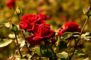 Concime per le rose a marzo: cosa usare per farle sbocciare già ad aprile