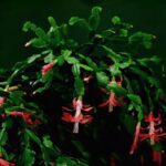 Cactus di Natale in fiore, con petali colorati e foglie verdi, simbolo di cura e fioritura continua.