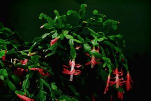 Guida alla cura del cactus di Natale per una fioritura continua tutto l'anno: scopri il segreto!