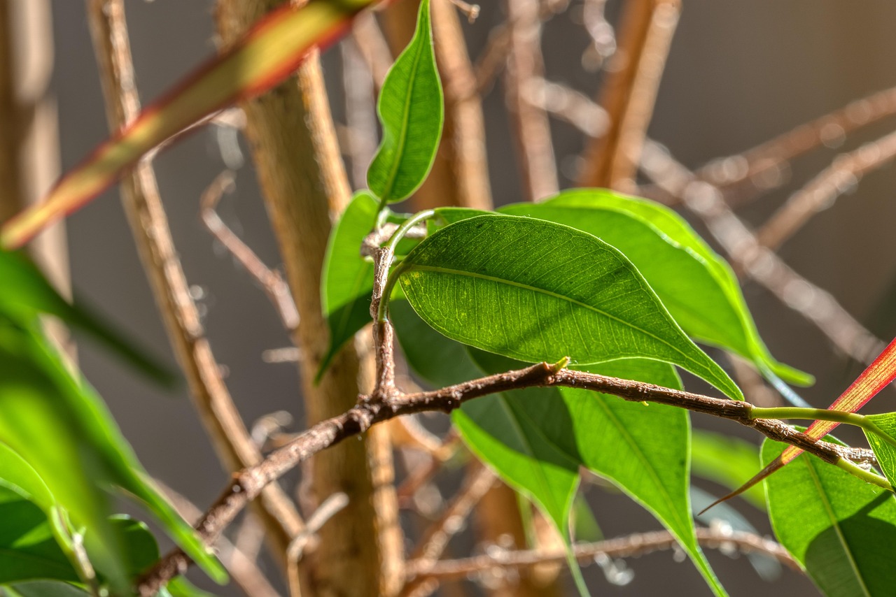 Ficus con foglie ingiallite e cadenti, suggerimenti per la cura da fiorai esperti.