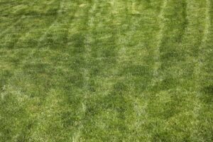 Il segreto per un prato verde e senza erbacce: ecco cosa fare in primavera