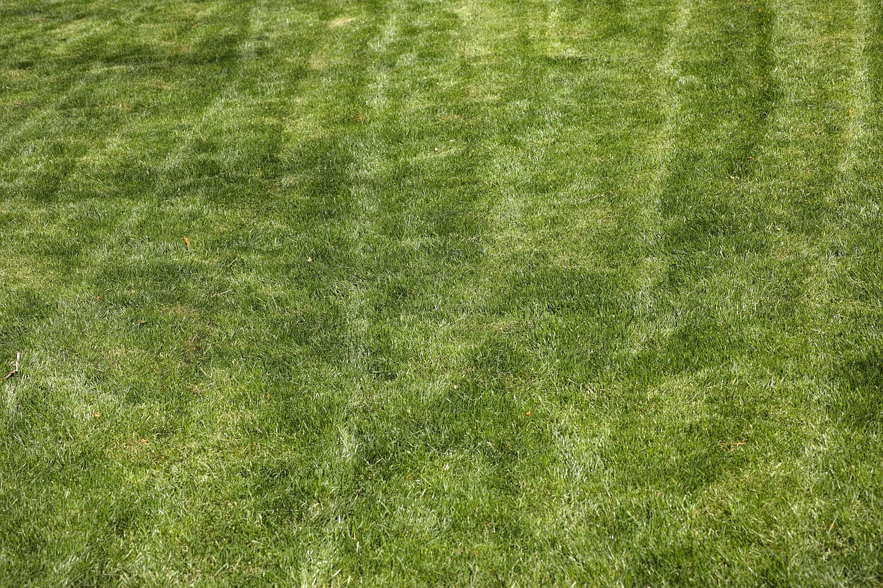 Prato verde rigoglioso in primavera, senza erbacce, simbolo di cura e manutenzione del giardino.