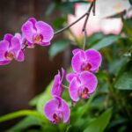 Orchidea con radici grigie e fiori, consigli dei vivaisti per una cura ottimale.